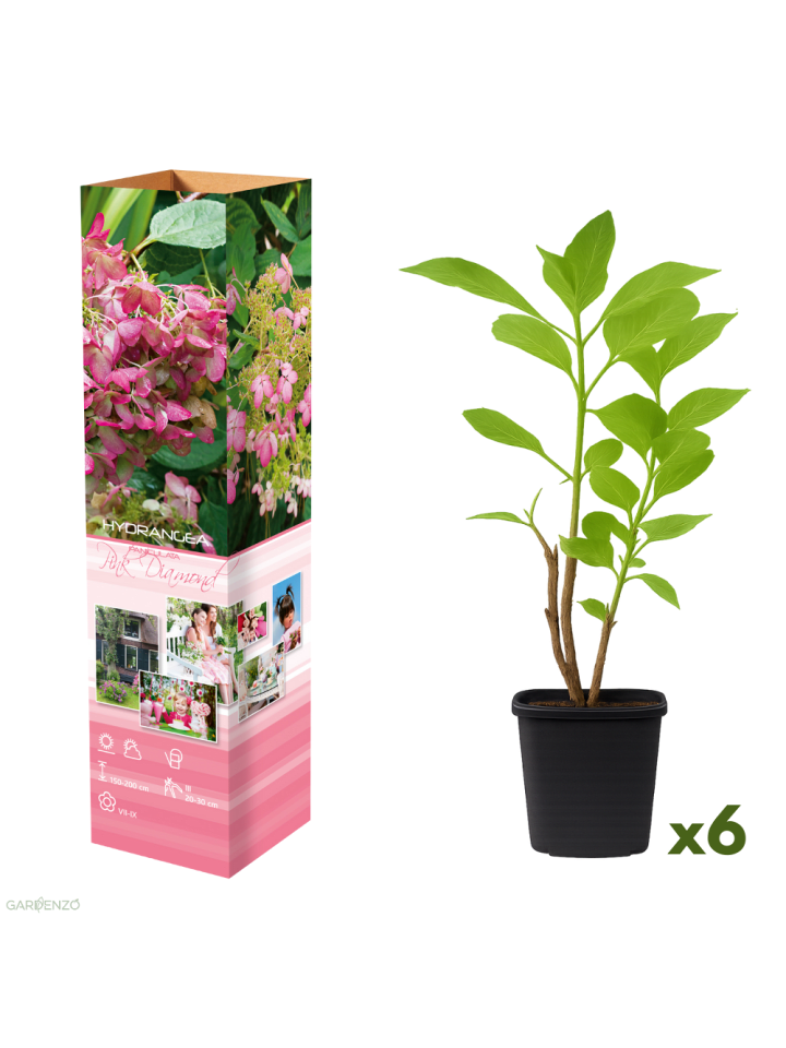 6er-Set: pan. 'Pink Diamond' Hortensien in Rosa
