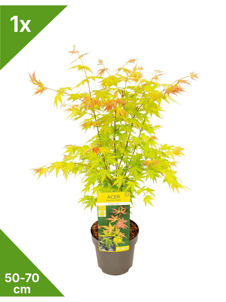 Ahorn 'Orange Dream' 50-70cm 3L Topf