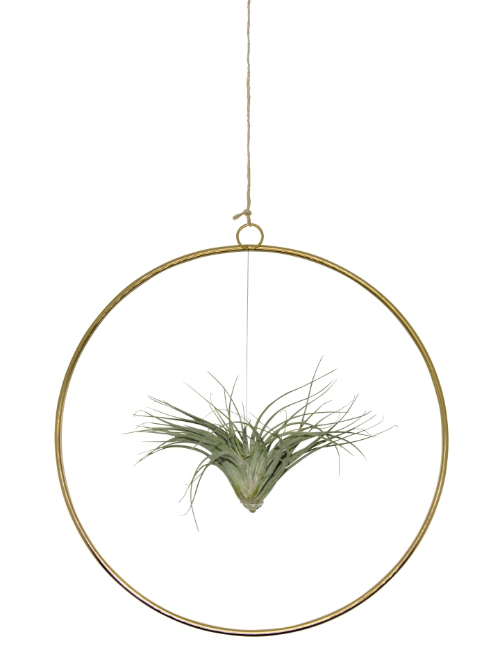 Kombination aus Tillandsia im Loop gold