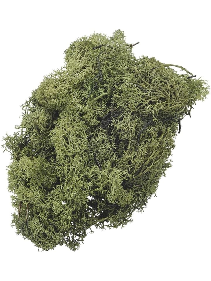 Islandmoos grün 250 g