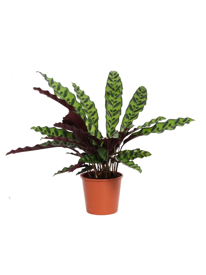Calathea lancifolia 30cm Zimmerpflanze