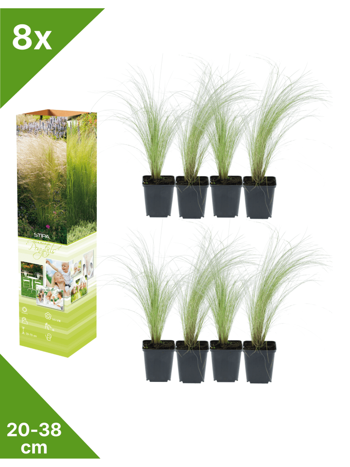 8er-Set: Stipa Zwerg-Federgras