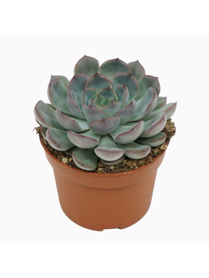 Sukkulente Echeveria Hercules 14cm