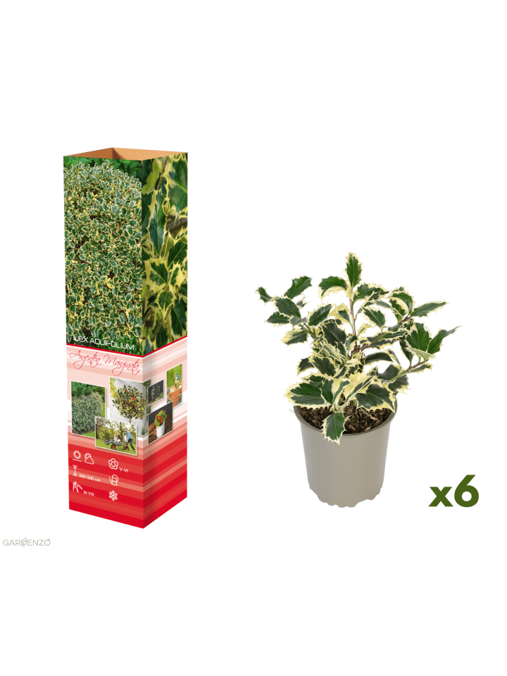 6er-Set: Ilex aquifolium 'Argentea Marginata'