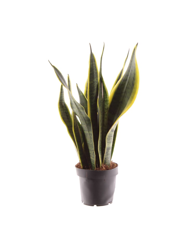 Bogenhanf Sansevieria trifasciata Laurentii 45cm