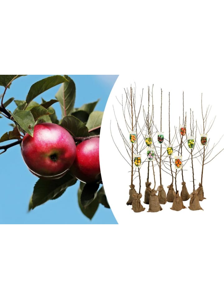 OH2 5erSet XXL Obstbäume in Bunt günstig kaufen limango