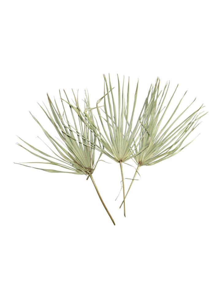 Tropisches Palmblatt im 3er Set ca. 50 cm
