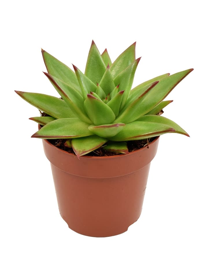 Sukulente Echeveria Ebony 14cm