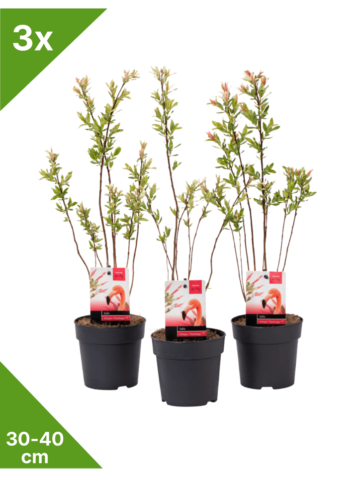 3er-Set: Salix Buschpflanzen