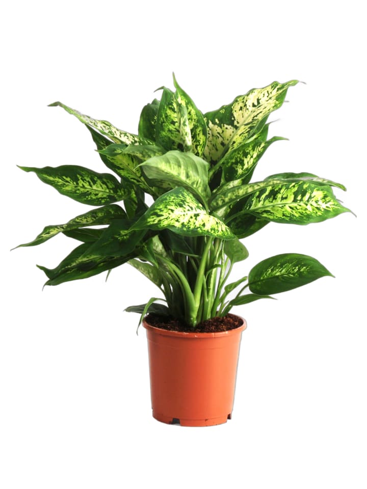 Dieffenbachia Compacta Zimmerpflanze 40cm