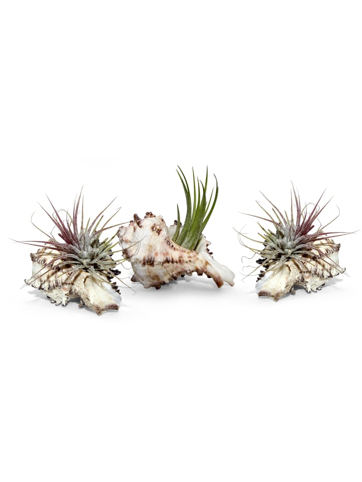 3 er Muschelset mit echten Tillandsia