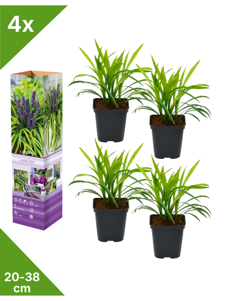 4er-Set: Leliengras Liriope Muscari in Lila