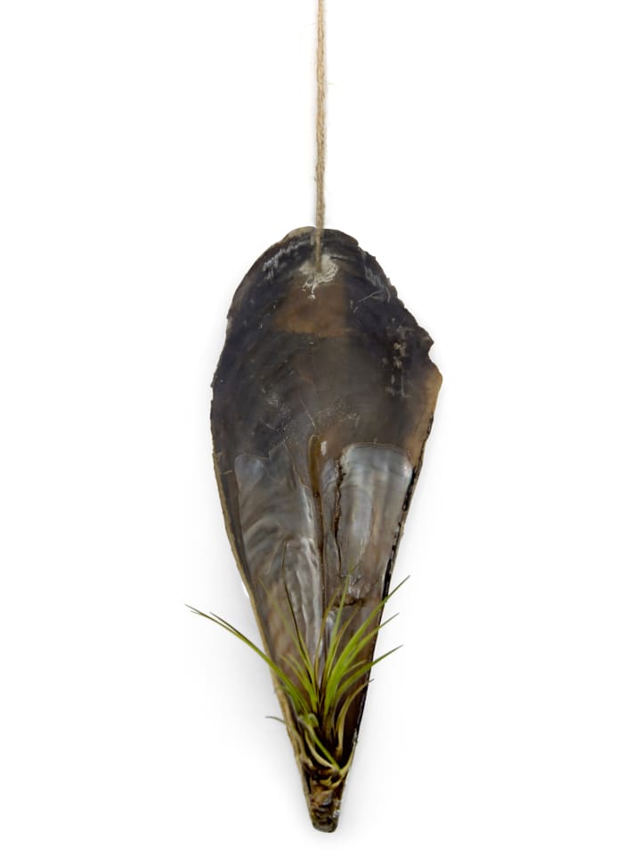 Faszinierende Pinnidae Muschel mit einer Tillandsia 1 er Set grün