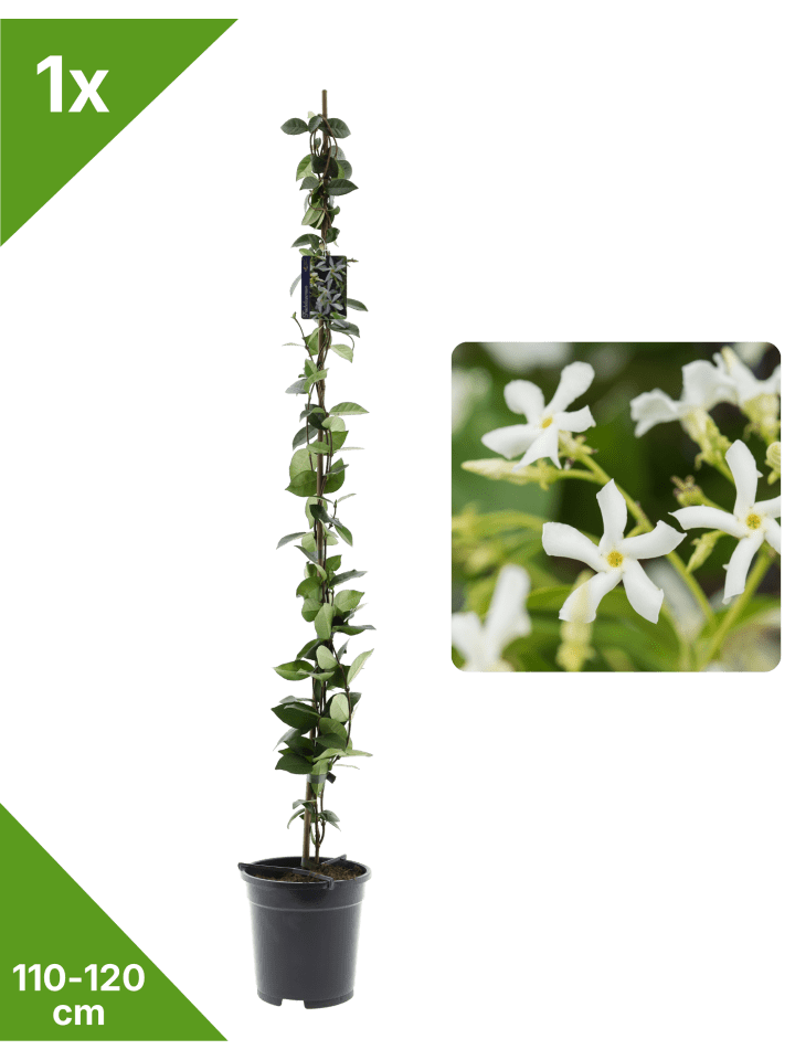 Sternjasmin 110-120cm 2L Topf