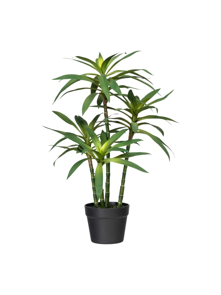 | in limango kaufen Creativ grün günstig Deko-Sukkulente green Dracaena