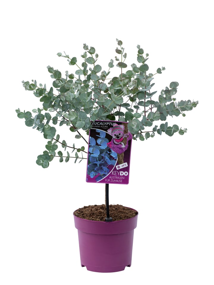 Eukalyptus gunnii Azura am Stamm