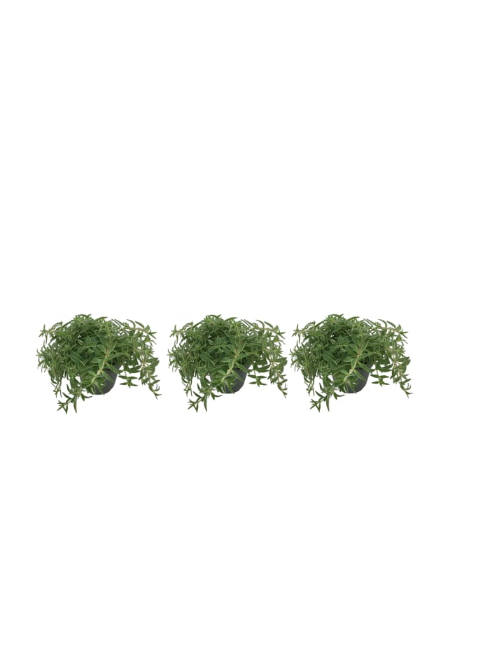 3 x Sedum Lineare Silvers Zimmerpflanze