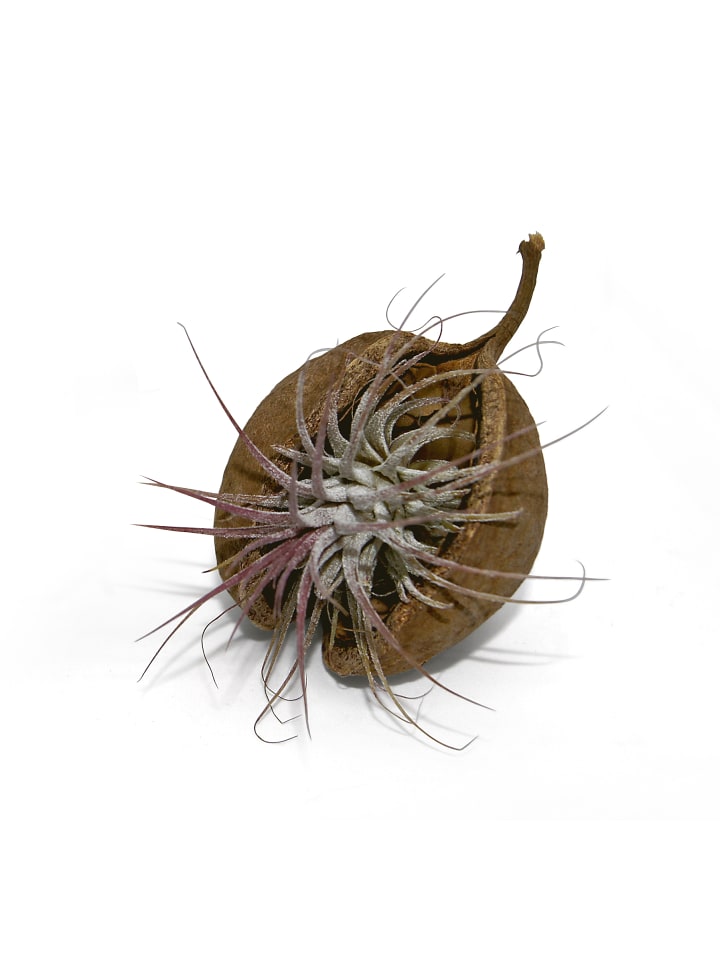 Exotische Pterygota alata Schale braun mit Tillandsia 1er Set rosa