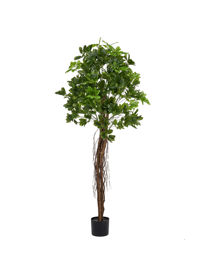 Kunstpflanze UMBRELLA TREE in Grün - (W) 70 x (H) 175 x (L) 70 cm