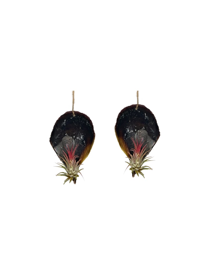 2er Set schwarze Muschelschale mit Tillansia