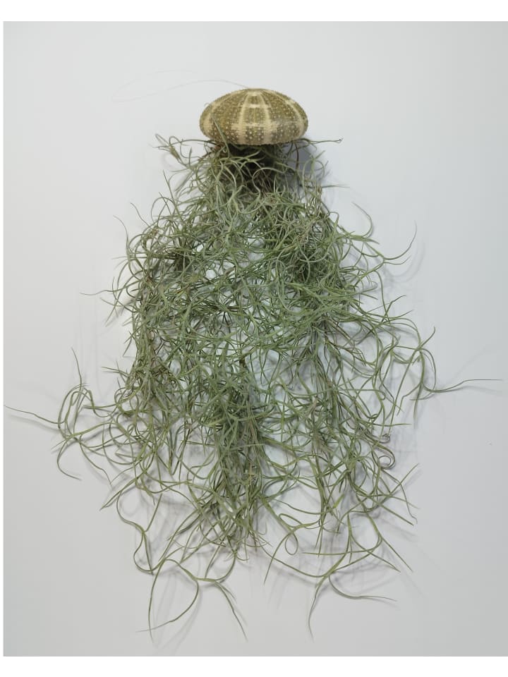 1er Set Seeigelgehäuse lila mit Tillandsia Spanisch Moos