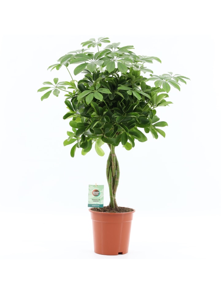 Schefflera arboricola geflochtene Stamm