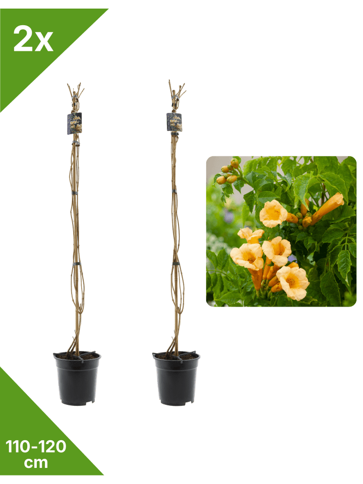2er-Set Trompetbl. 110-120cm 2L Topf