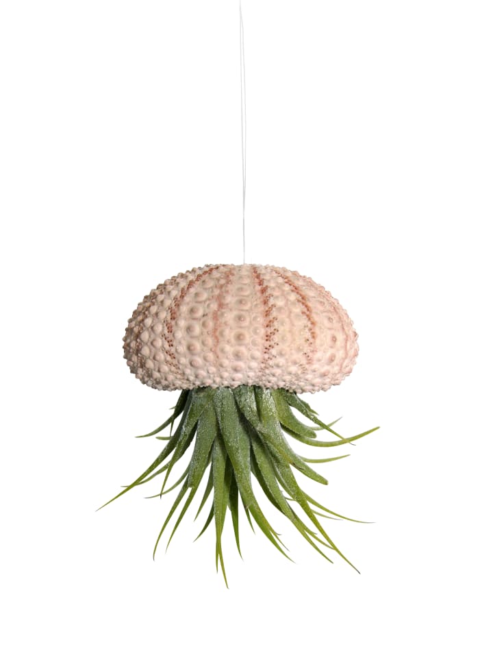 Seeigelgehäuse rosa mit echter Tllandsia Kammi