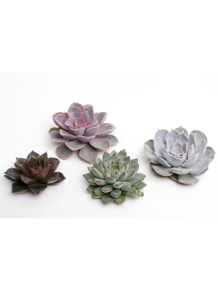 4 xSukulente Echeveria cut mixed