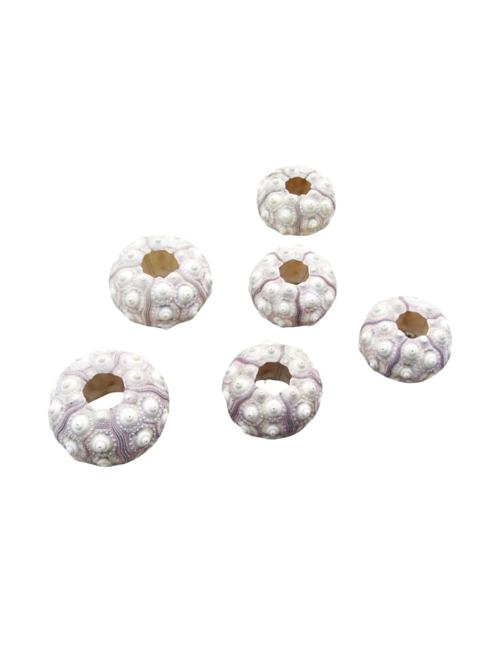 6er Set Seeigelgehäuse Sputnik