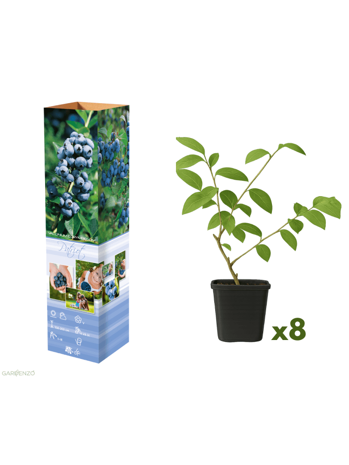 8er-Set: Blaubeere in Blau