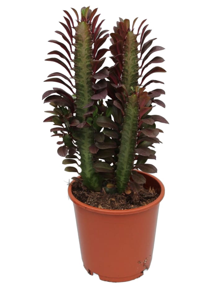 Wolfsmilch Euphorbia trigona rubra