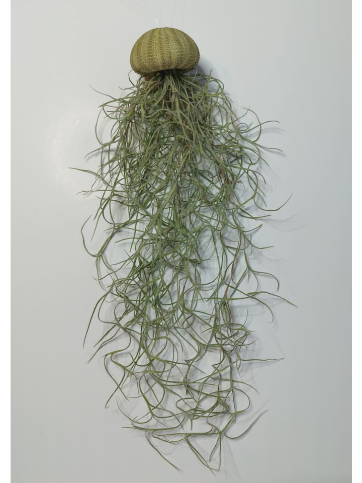 1er Set Seeigelgehäuse grün mit Tillandsia Spanisch Moos
