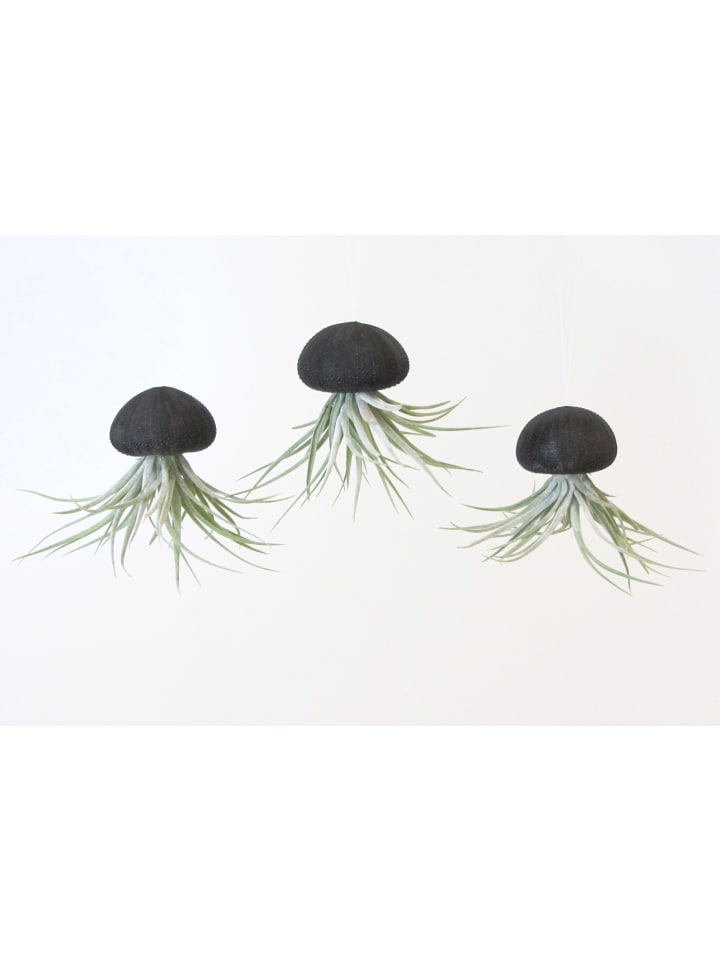 3er Set Seeigelgehäuse Urchin schwarz mit Tillandsie Kammi