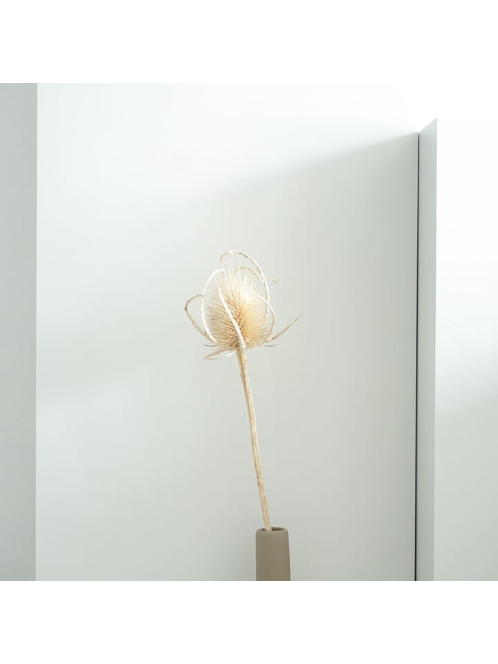 Trockenblumen Getrocknete Distel in Weiß - (H) 60 cm