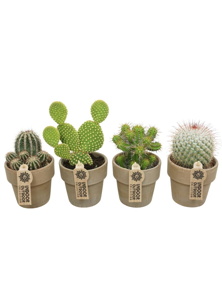4 x Kakteen mit Übertöpfen