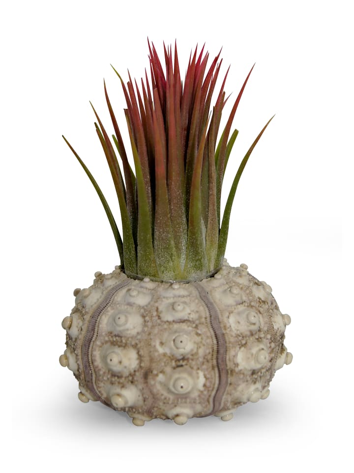 Bezaubernde Kombination aus Seeigelgehäuse und Tillandsia rosa 1er Set