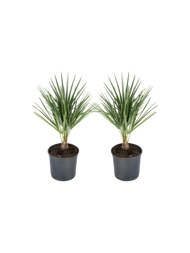 2er-Set: Chamaerops humilis Mittel