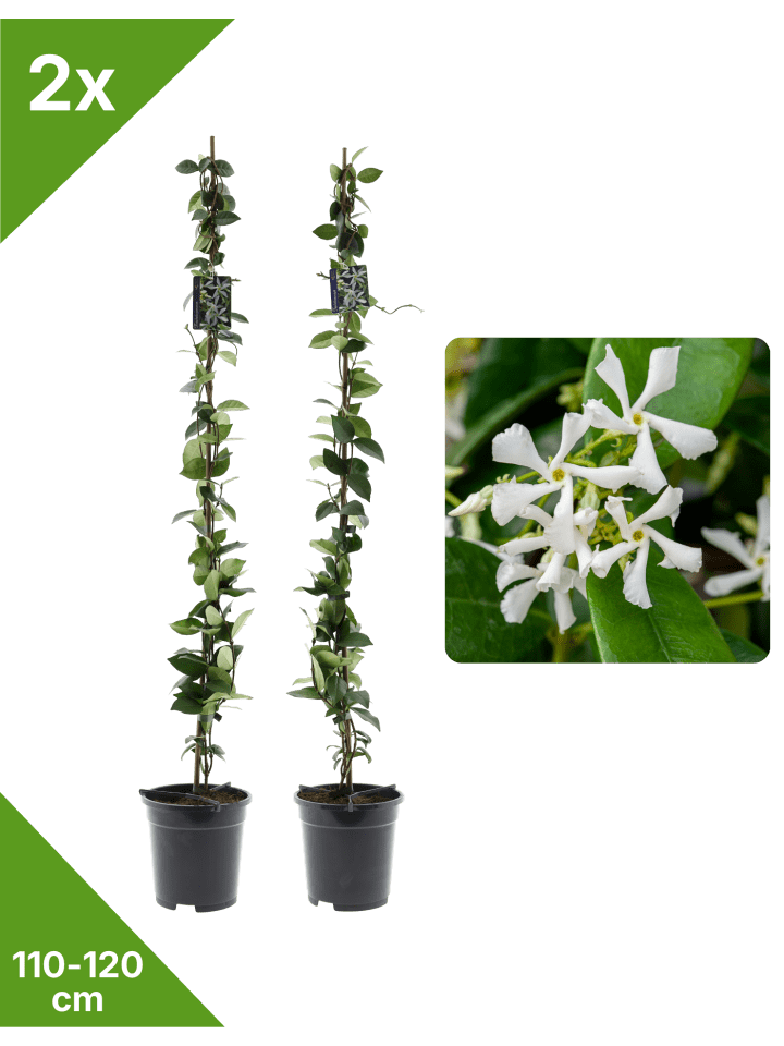 2er-Set Sternjasmin 110-120cm 2L Topf