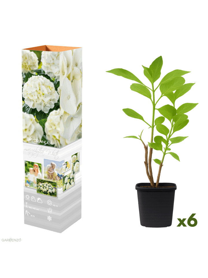 6er-Set: Hortensie (Hydrangea macrophylla) in Weiß