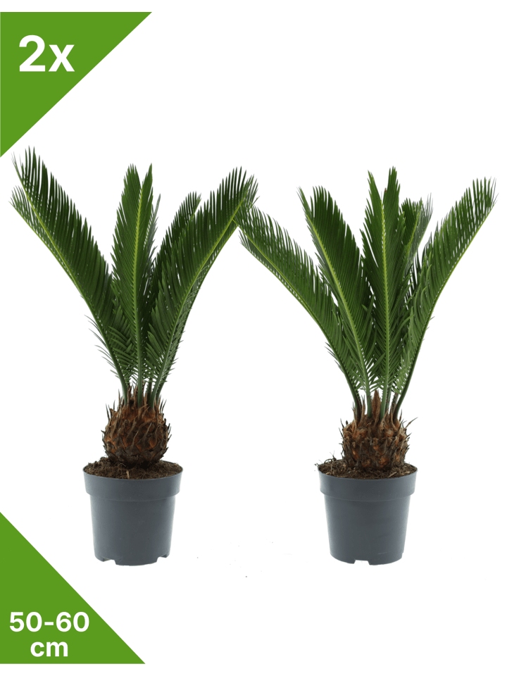 2er-Set: Japanische Cycas-Palme