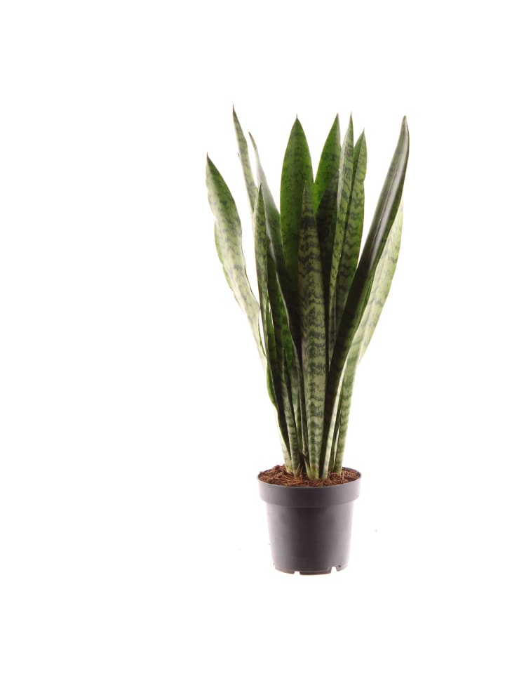 Sansevieria zeylanica 45cm Zimmerpflanze