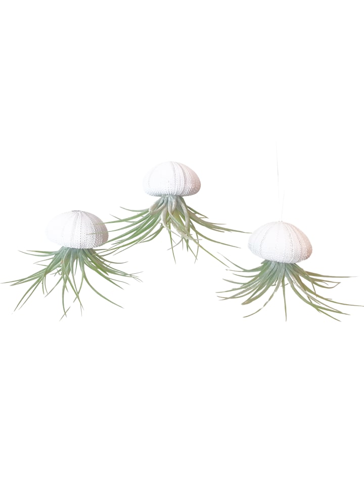 3er Set Seeigelgehäuse Urchin weiß mit Tillandsie Kammi