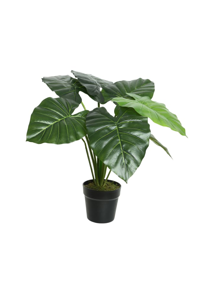 Künstliche Taro Pflanze im Topf Kunstpflanze H: 52cm in grün