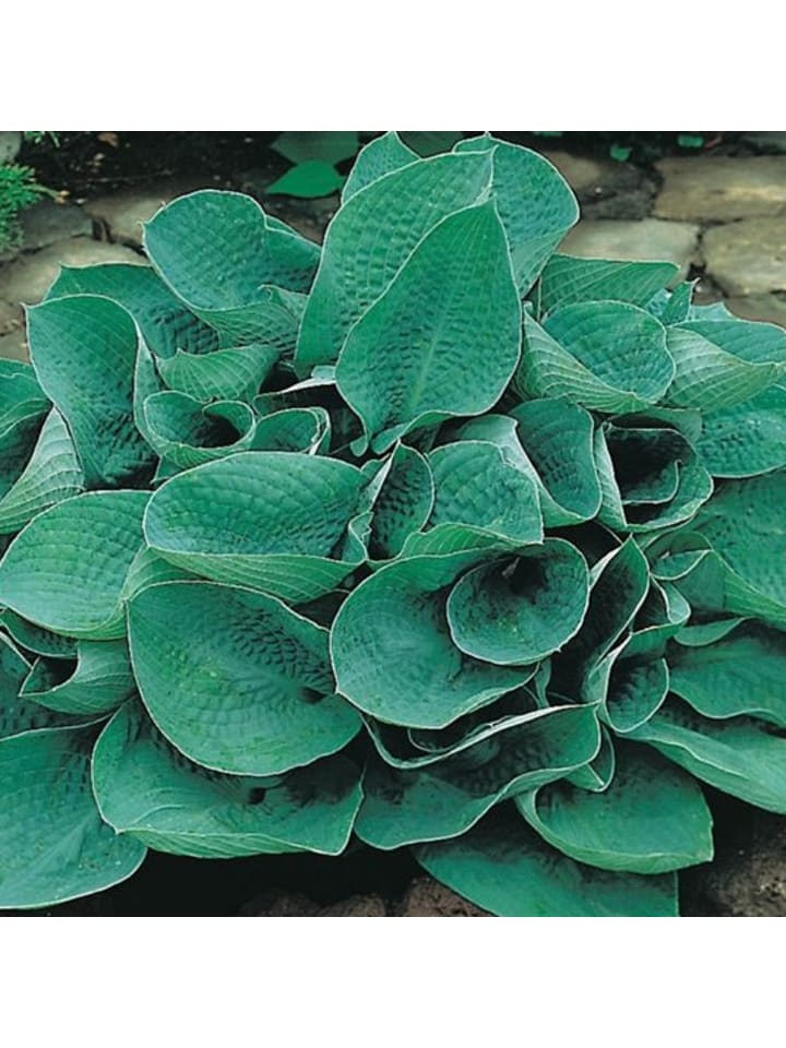 3 x Hosta Funkie Big Daddy 
