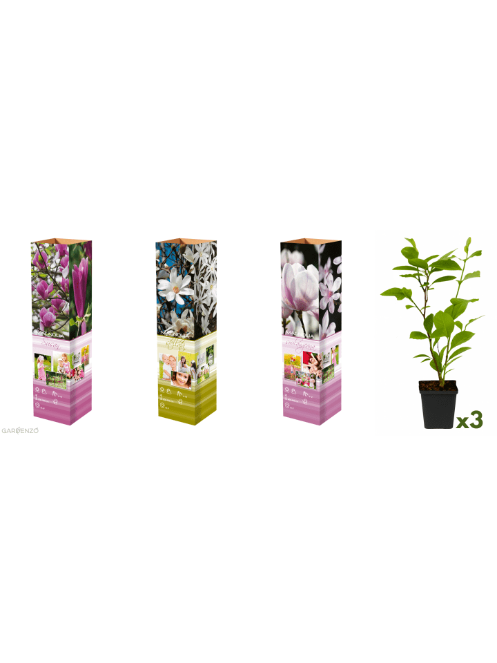 3er-Set: Magnolien in Bunt