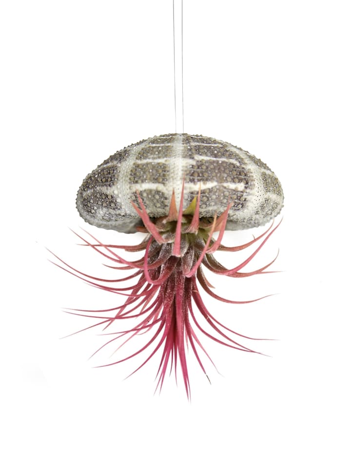 Seeigelgehäuse mit echter Tillandsia rosa