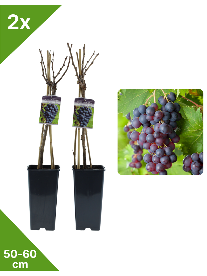 2er-Set Weinrebe blau 50-60cm 2L Topf
