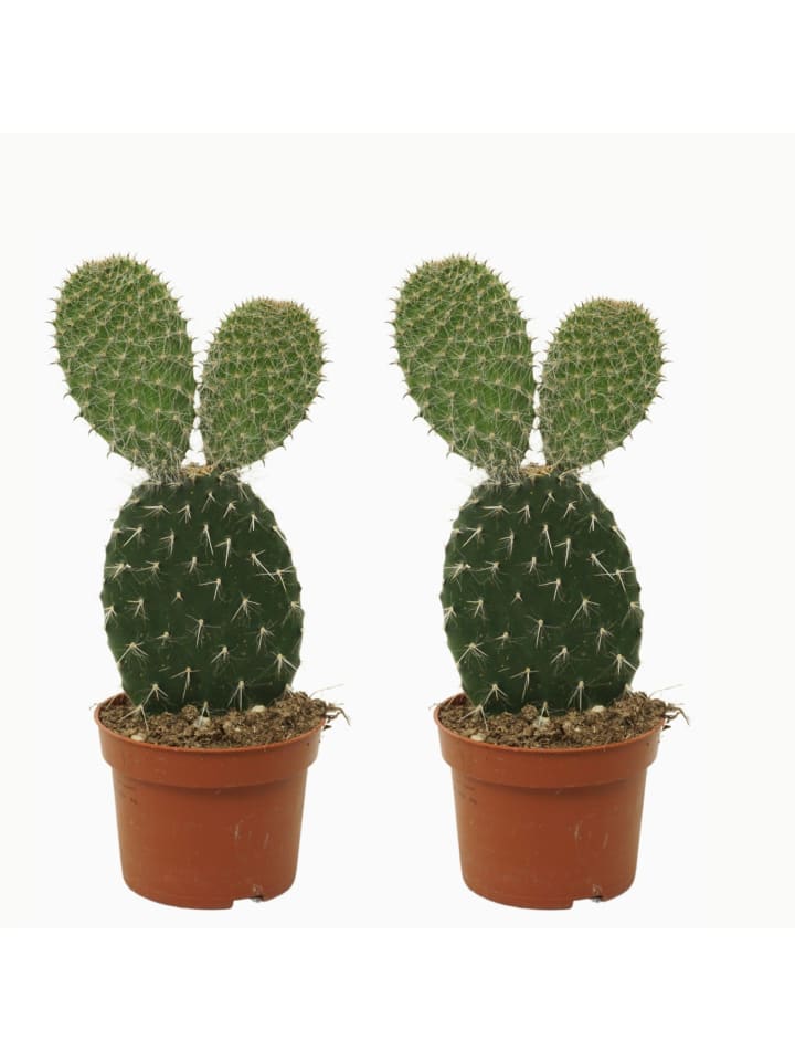 2 x Kaktus Opuntia Pylana 30cm
