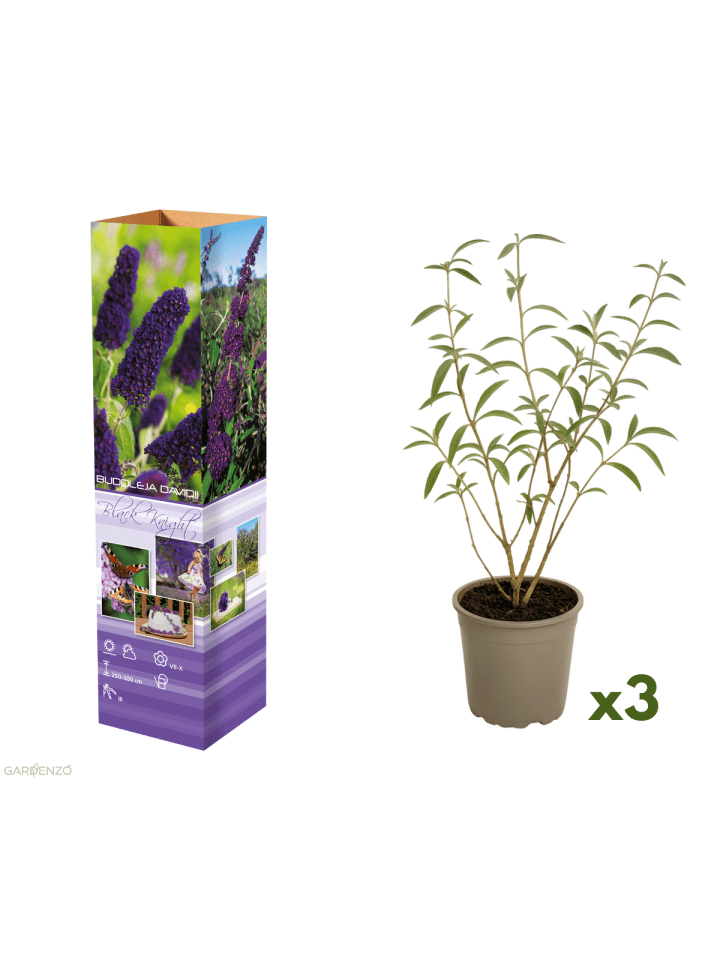 3er-Set: Schmetterlingspflanzen Davidii in Schwarz/Violett